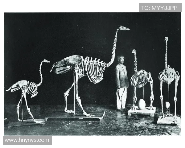 非洲足球队的崛起与挑战：探索他们在国际赛场上的辉煌历程与未来展望